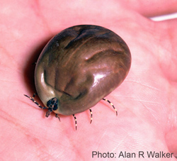 Amblyomma Variegatum Female Engorged